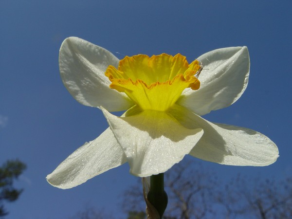 Flower In The Sky...