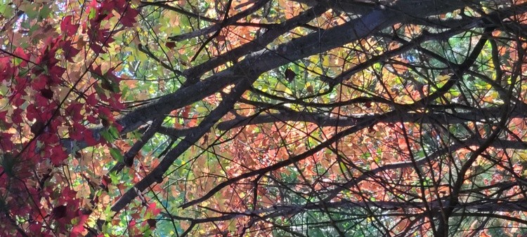 LOOKING THROUGH MY TREES