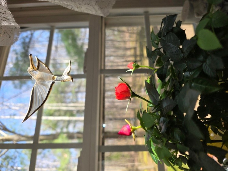 MY MINI ROSE, NOT QUITE OPEN YET 