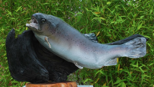 rainbow trout
