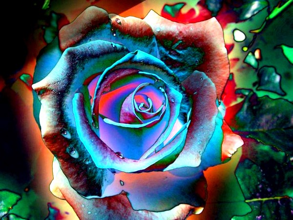 rose