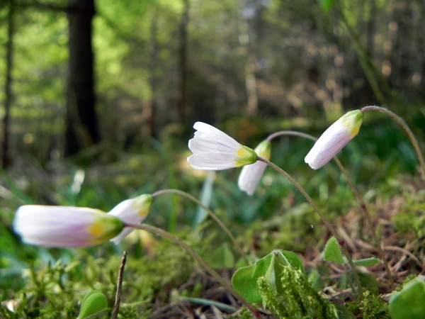 Gwydyr Forest Flowers