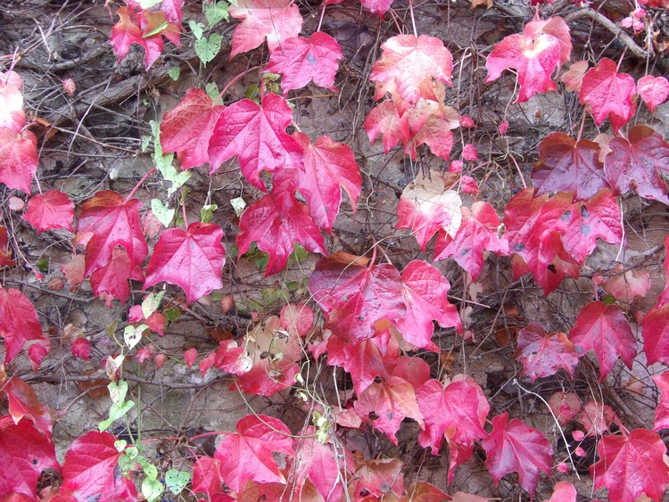 Parthenocissus tricuspidata, 10-29-2017