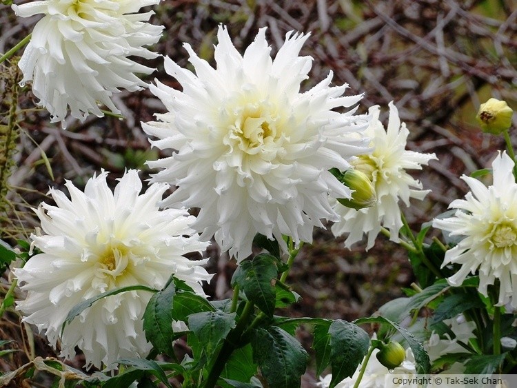 Dahlia pinnata 10-29-2017