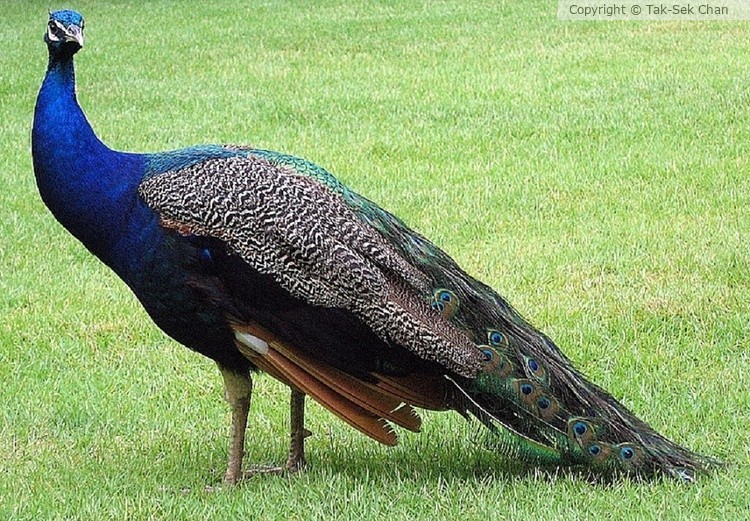 Peahen, 06-11-2005