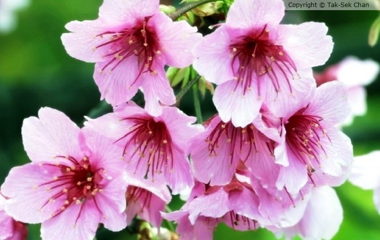Sakura (Prunus campanulata) 05-23-2021