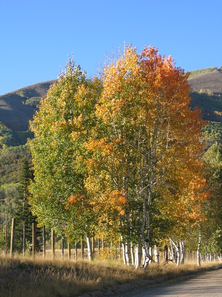 Autumn Splendor