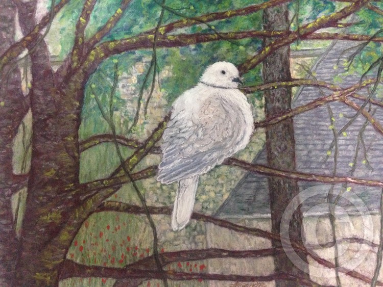 French forest Dove 2