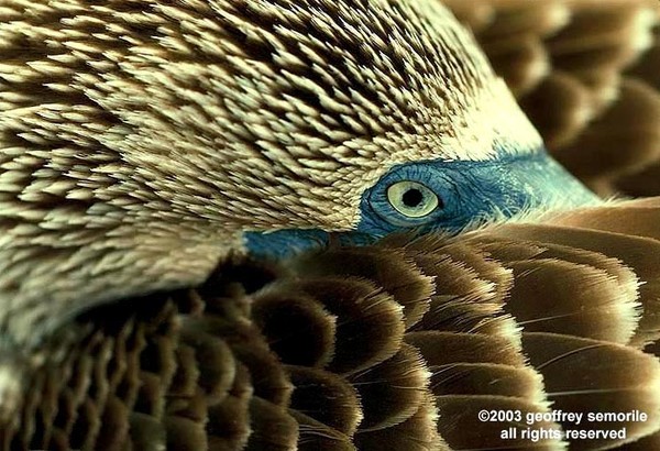 BLUE FOOTED BOOBIE EYE