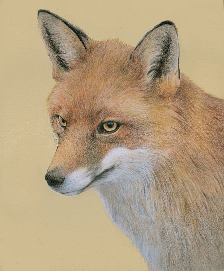 Red Fox