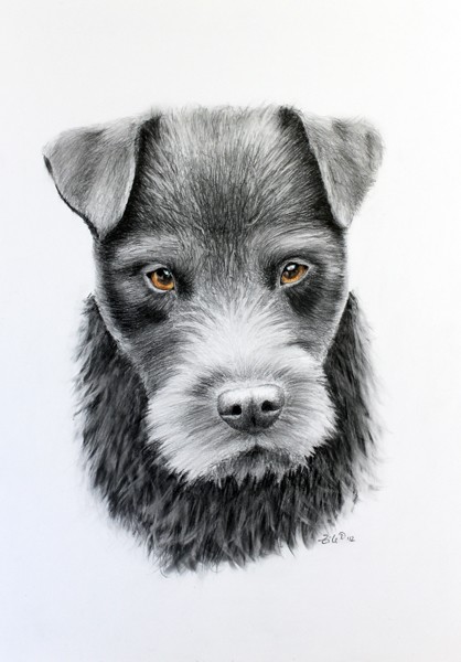 bearded dog