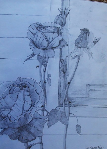 Rose
