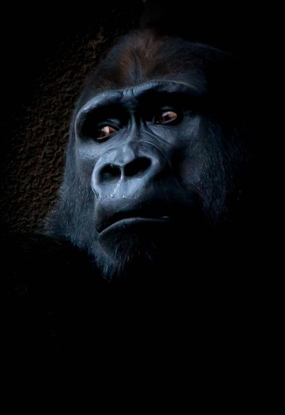 Gorilla