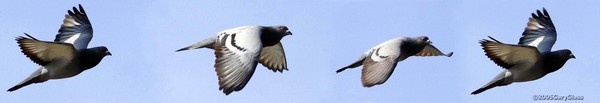 Flight of the Pigeon