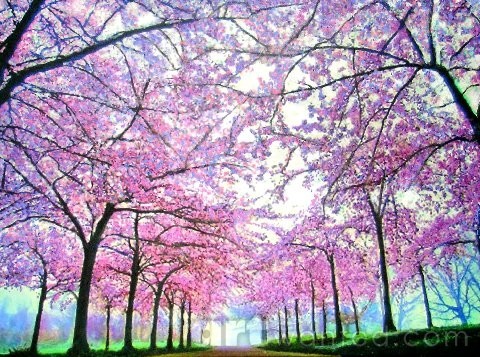 Blossoms in Washington DC