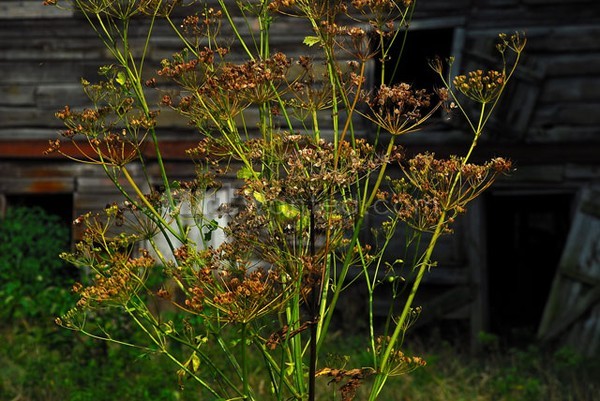 Goldenrod & Barn II