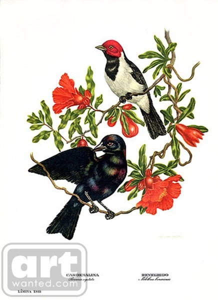 Cowbird