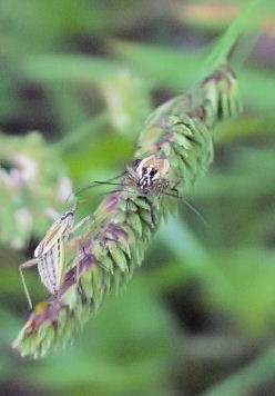 Bugs 2