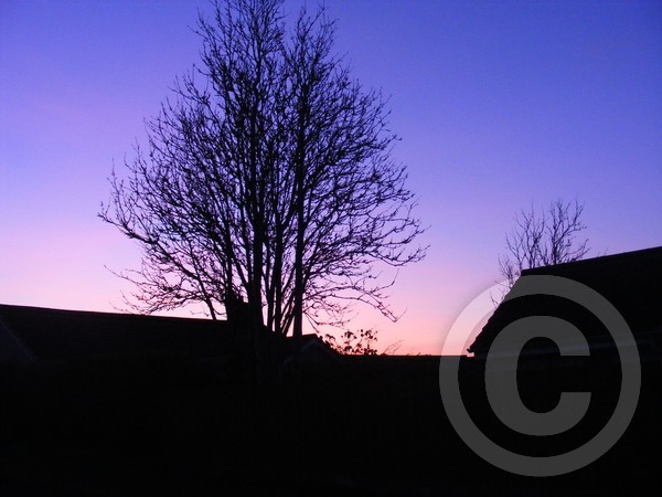 Slight Pink Sky Behind A Tree
