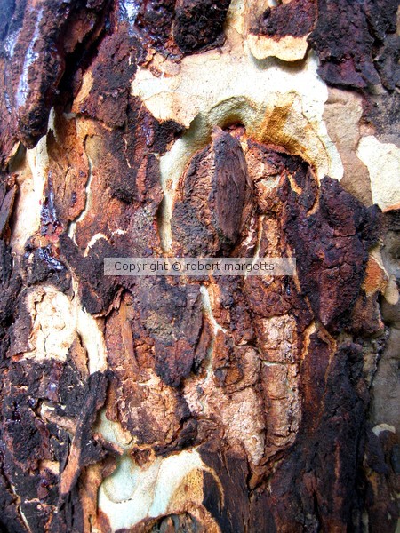 Rosmary's bark