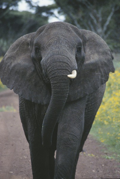 Charging elephant