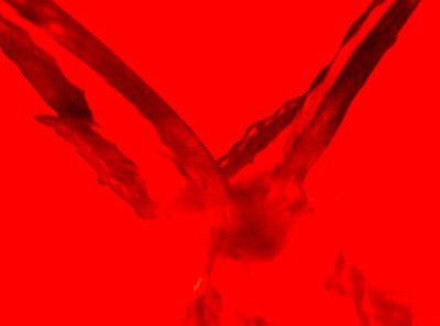 Abstract Butterfly