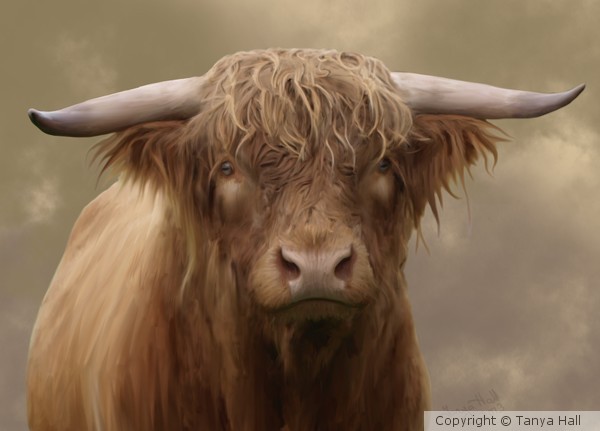 Highland Bull Portrait
