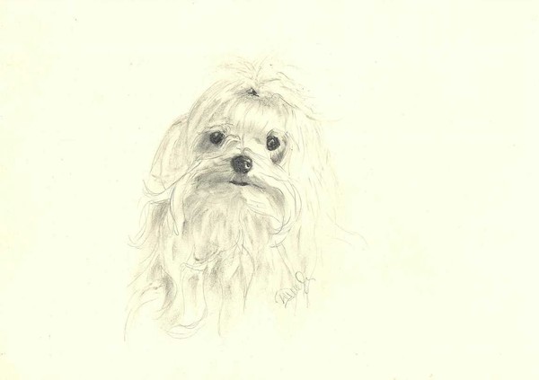 My dog Ariel