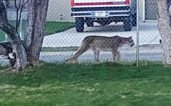 and you thought you had a cat peoblem. :)