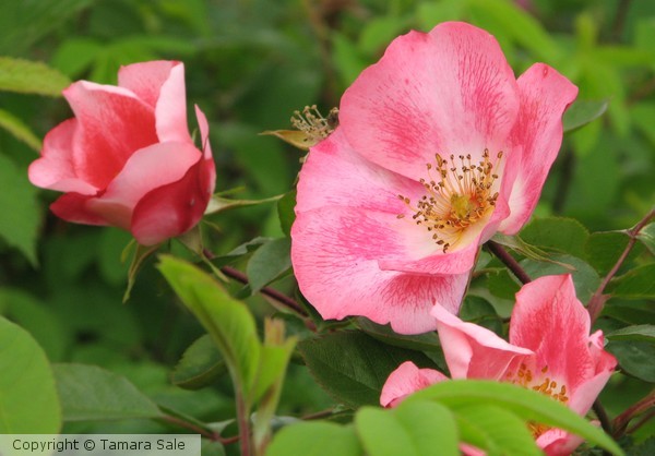 Wild Rose