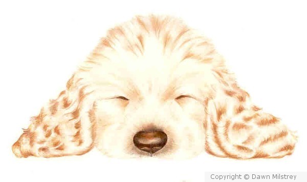 Sleeping Cocker Spaniel Puppy