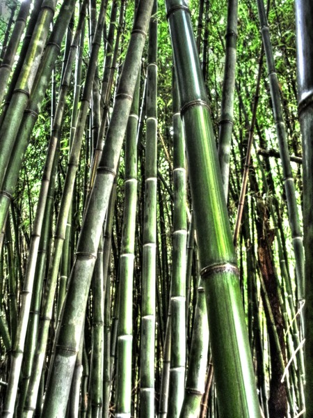 a bamboo tonemapped