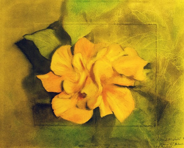 finished Hibiscus
