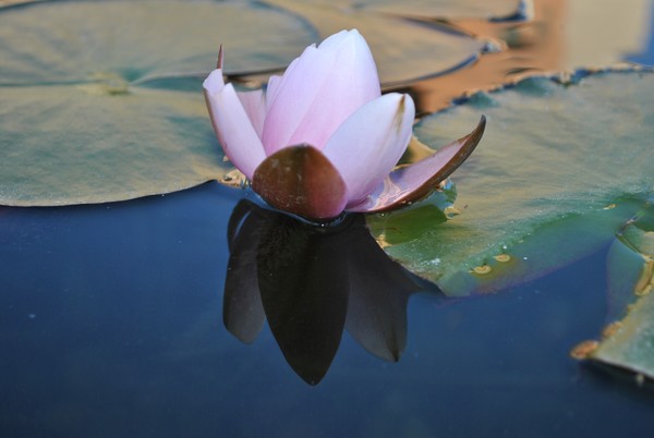 Reflection