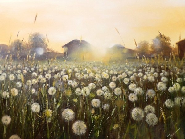 Dandelion field