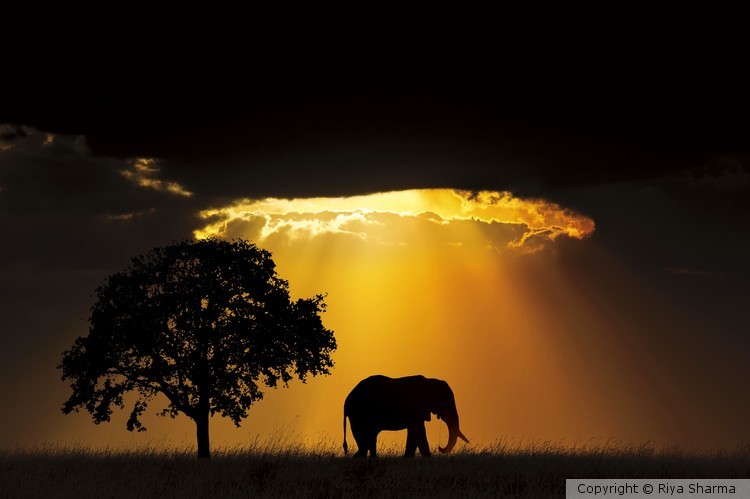 Majestic Elephant