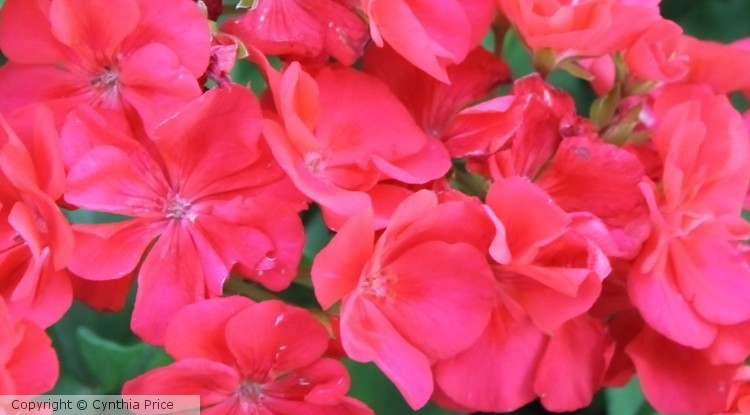 Geraniums