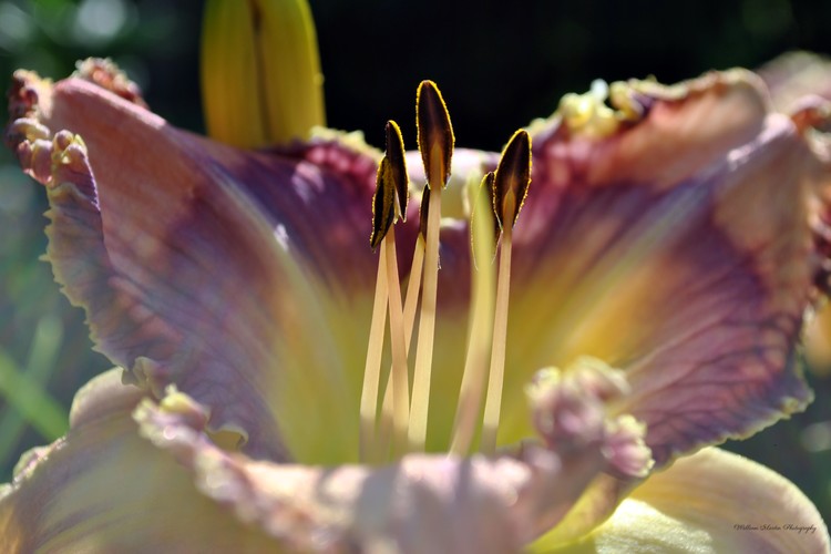 Beautiful Lilly in the Morning Sun