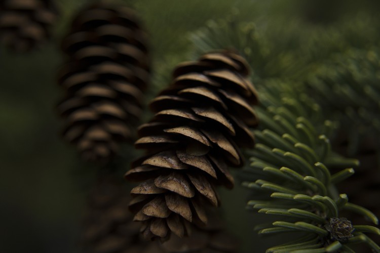  Macro Photo of Blue Spruce Pine Cones