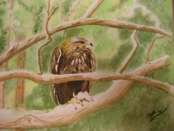 Eagle 