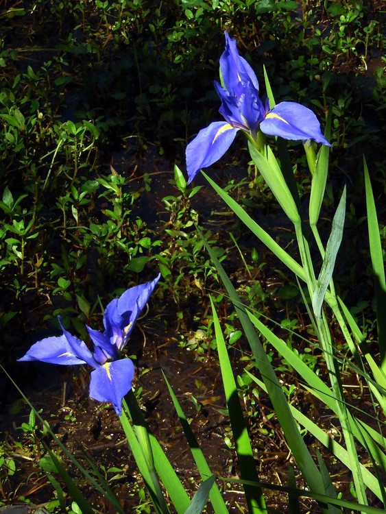 041718 swamp iris