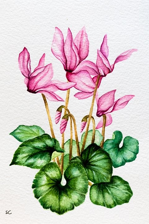 Cyclamen