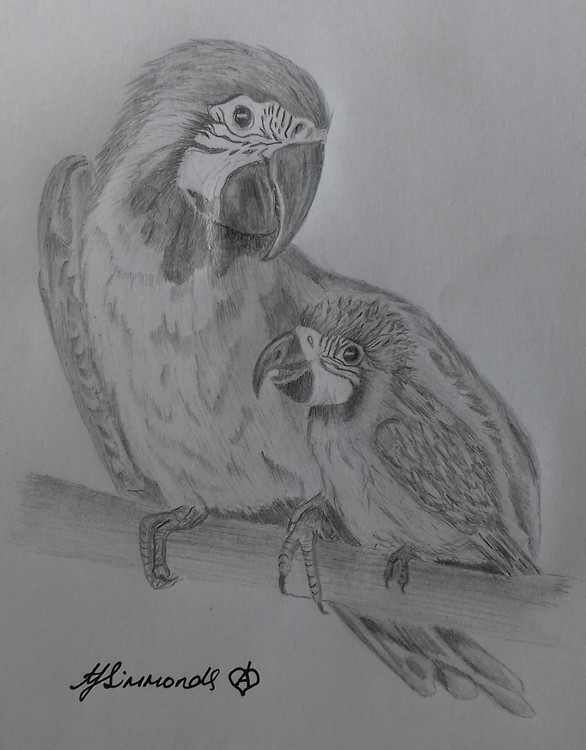 Macaw and chick