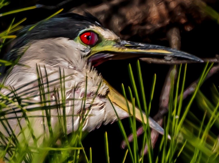 Night Heron -  September 19  2026