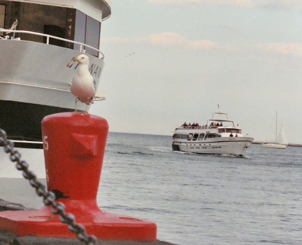 Navy Pier Gull 