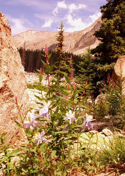 Lawn Lake Trail View