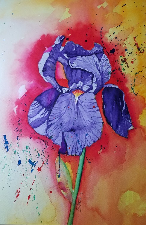 Purple Iris