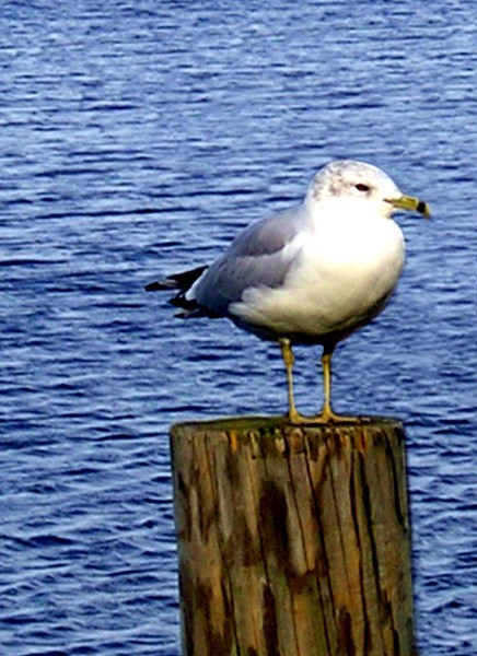 The Gull