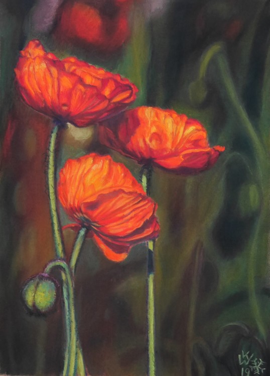 Trio of poppies