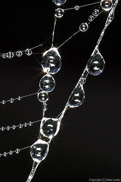 Spider Web Macro